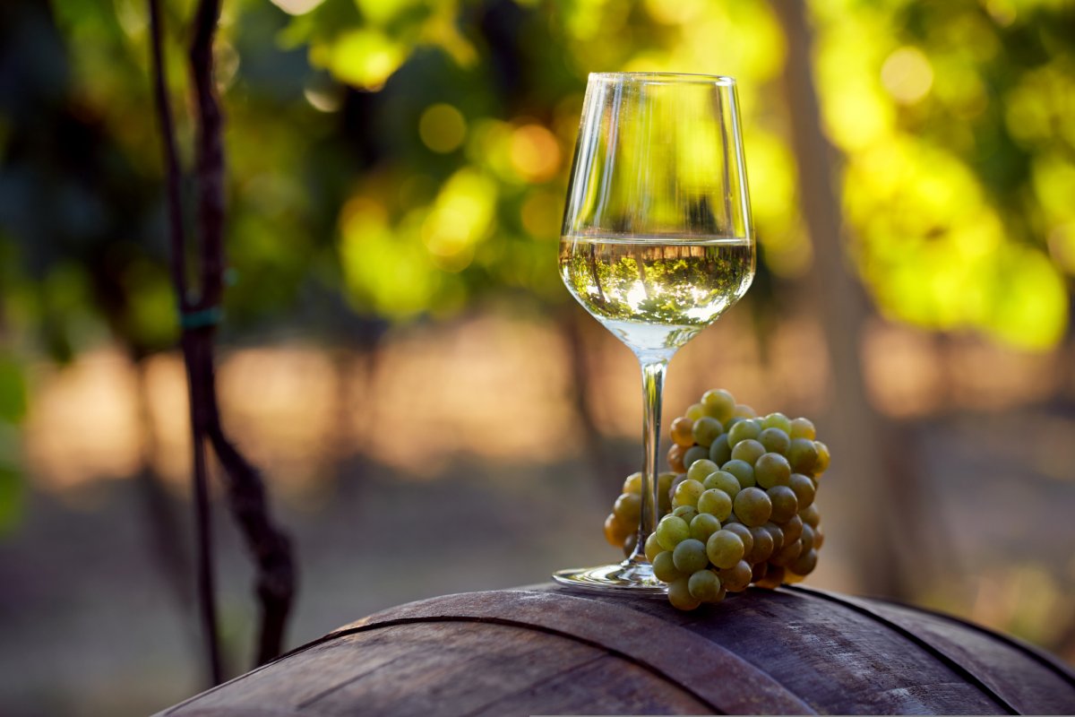 Dia da Chardonnay: uma viagem sensorial pelos sabores da uva pelo mundo! 