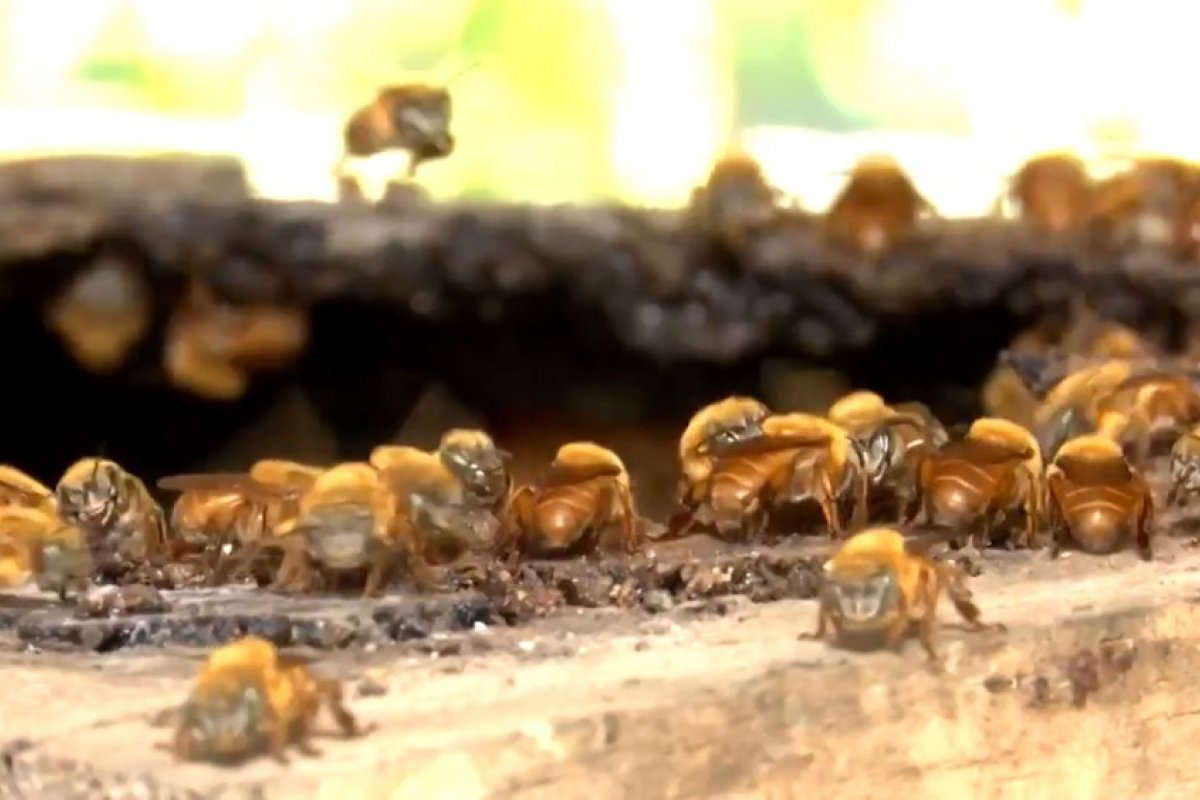 Pesquisadores baianos desenvolvem antídoto contra parasitas de abelhas sem ferrão