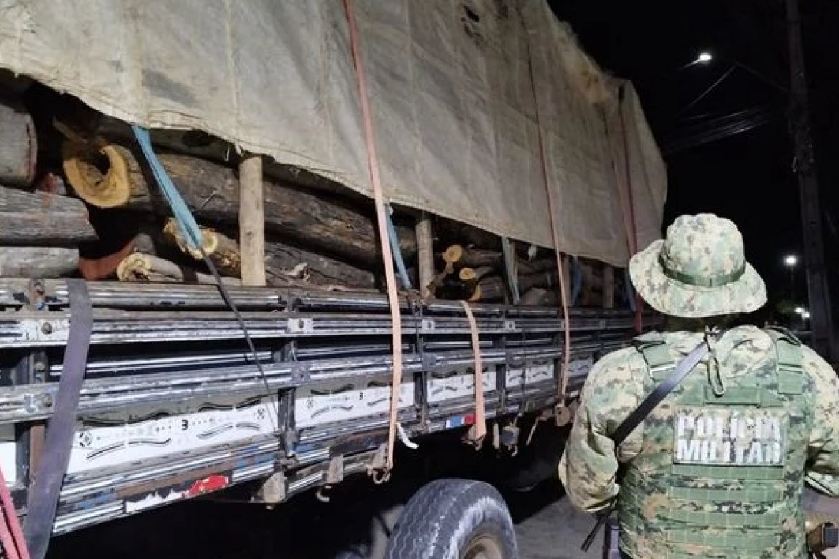 Transporte irregular de madeira é apreendido em município baiano 