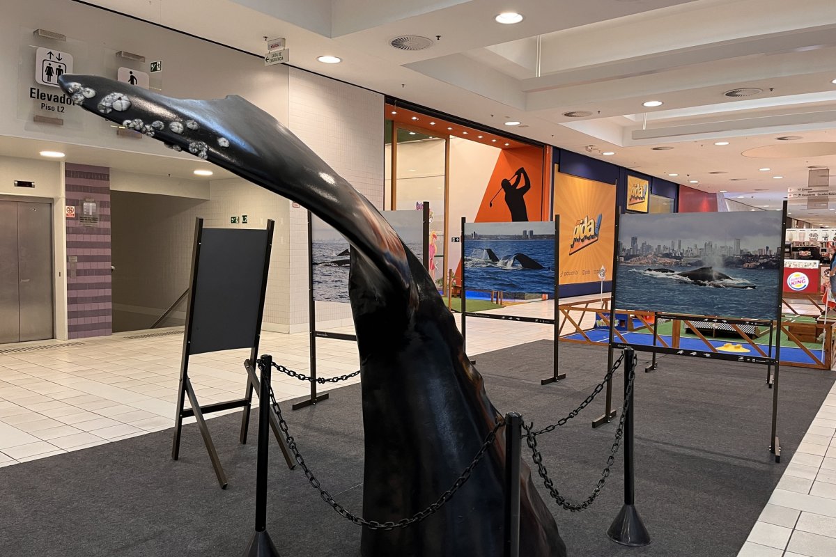 Semana do Meio Ambiente tem exposição do  Projeto Baleia Jubarte no Shopping Paralela! 