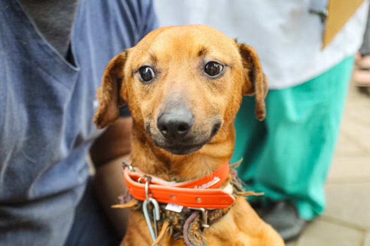 Vídeo: Cães, vítimas das enchentes no RS, participam de trend e viralizam na Web