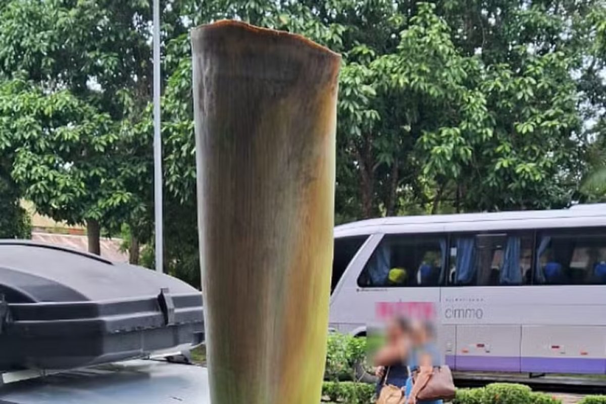 Galho de árvore cai em cima de carro e atravessa para-brisa em Ilhéus 