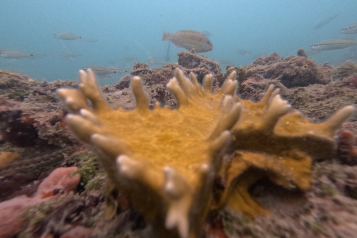 Semana do Meio Ambiente:  Projeto Mares realiza ações de educação ambiental e científica na Ilha de Itaparica! 