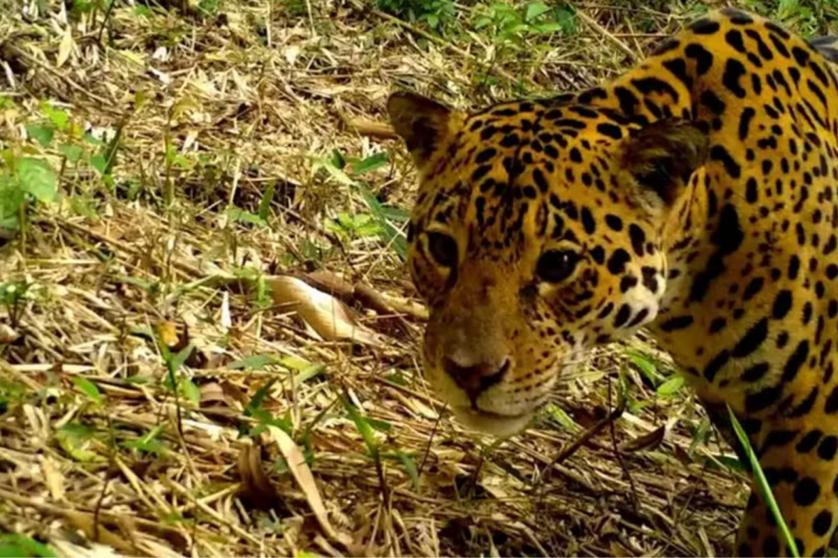 Onças-pintadas estão sendo 'expulsas' da Mata Atlântica pela ação humana, revela estudo