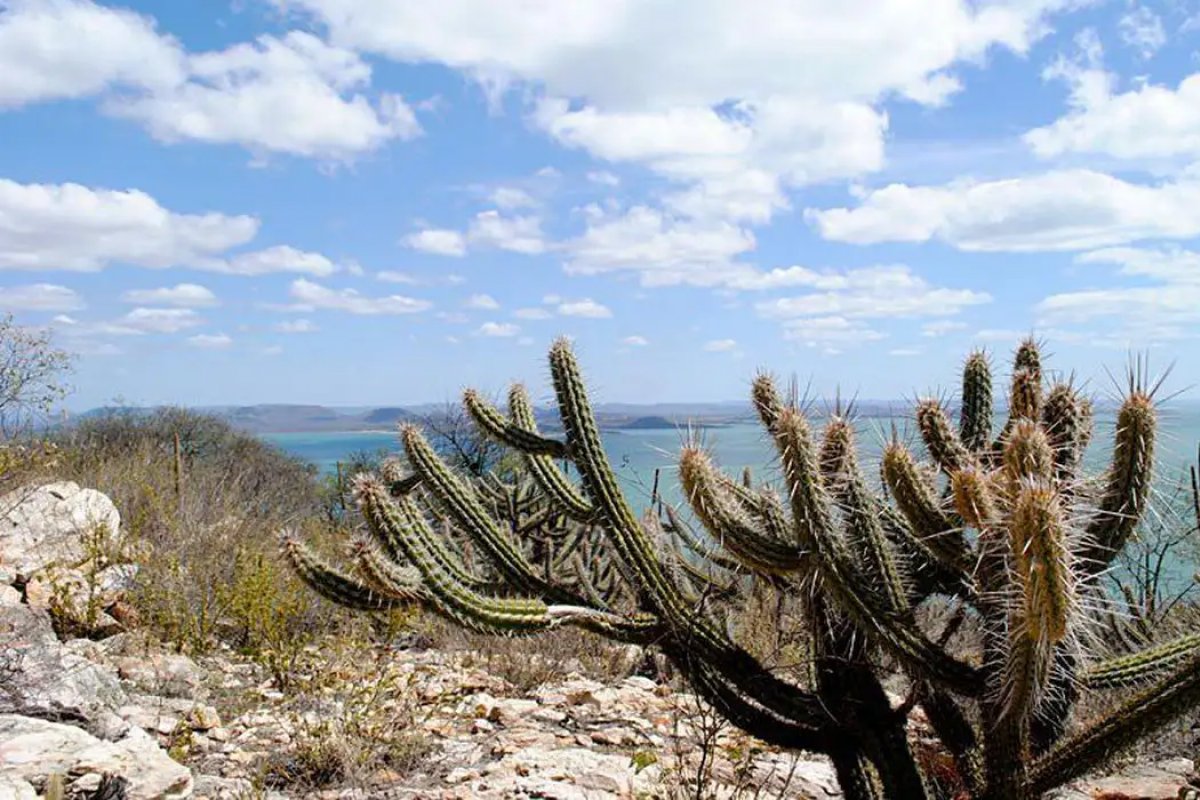 Mais de um milhão de hectares serão protegidos na Caatinga 