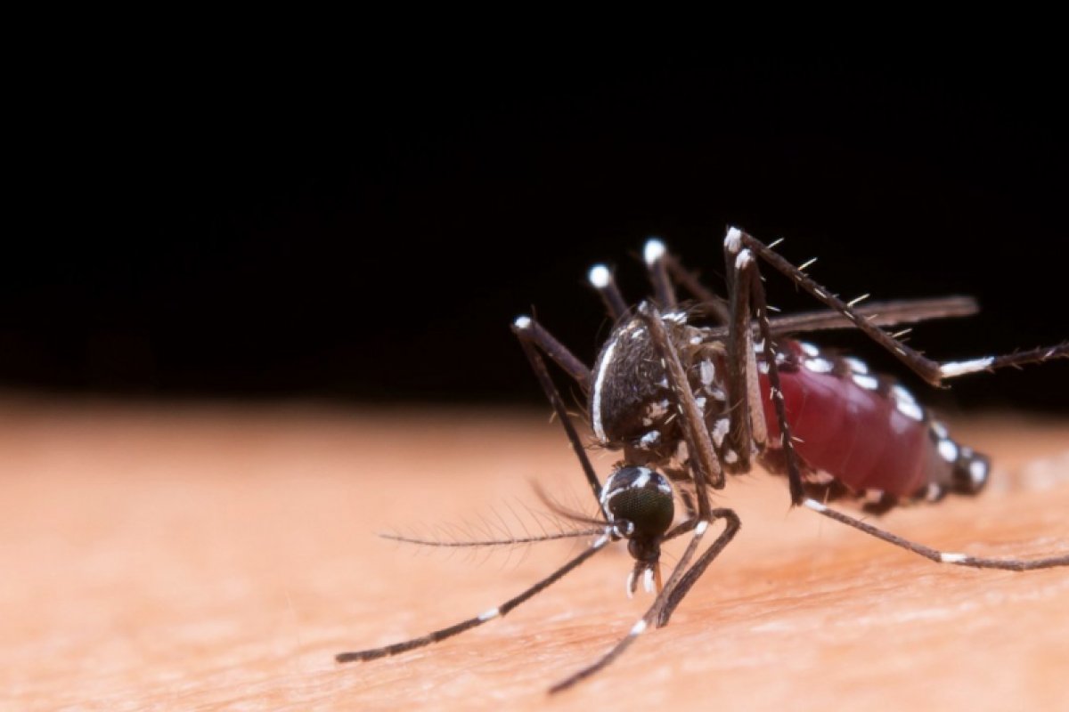 Criança morre após quadro grave de dengue em Feira de Santana