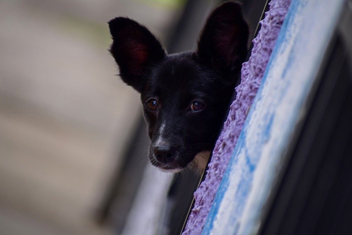 Festas juninas: saiba a importância de proteger os animais do barulho excessivo e fumaça 