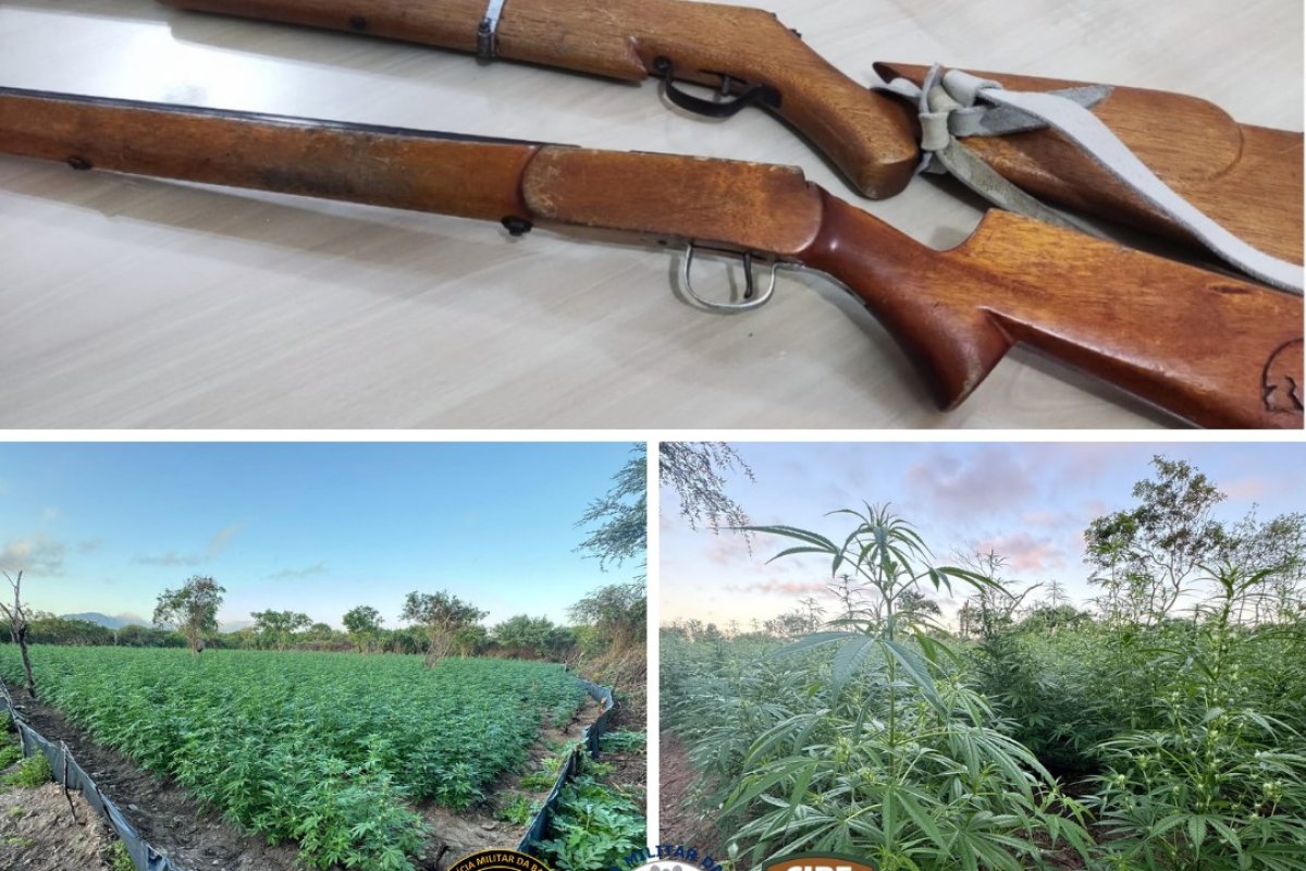 Polícia Militar erradica pés de maconha em Andorinha, em ação conjunta com a PF