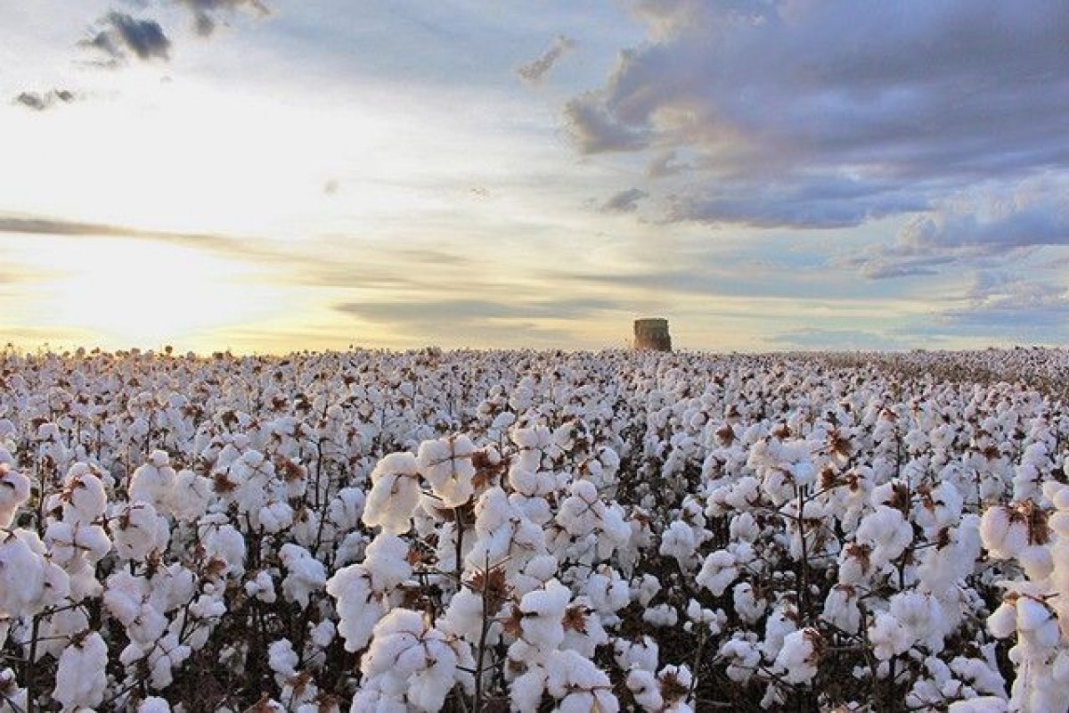 Brasil supera EUA e se torna maior produtor de algodão do mundo 