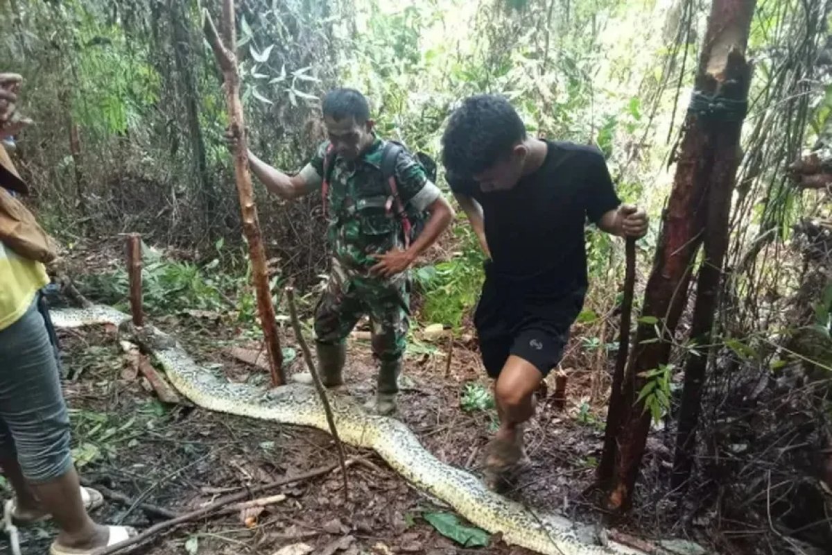 Mulher desaparecida é encontrada dentro de cobra píton na Indonésia 