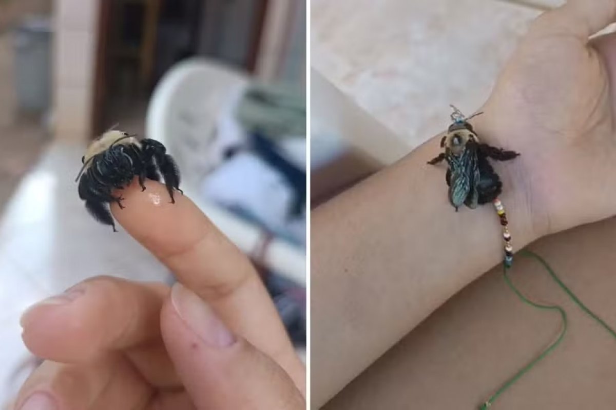 Estudante que pagou por internação de abelha em clínica veterinária de Goiânia, diz que criou 'conexão' com o inseto