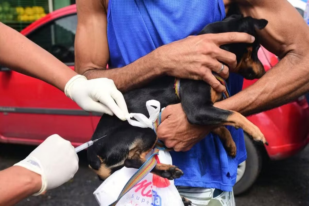 Campanha de vacinação antirrábica animal começa nesta segunda-feira (8) em Salvador
