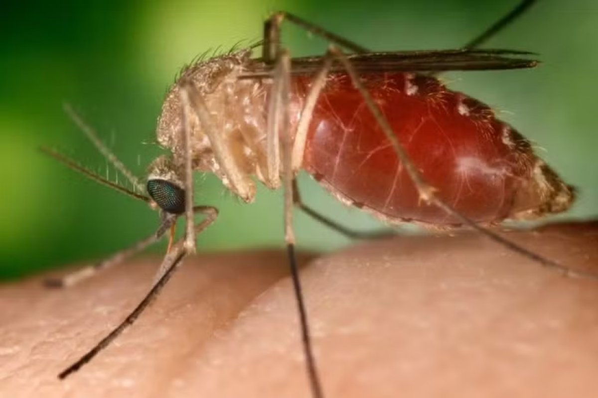Sobe para 2 o número mortes por febre Oropouche na Bahia