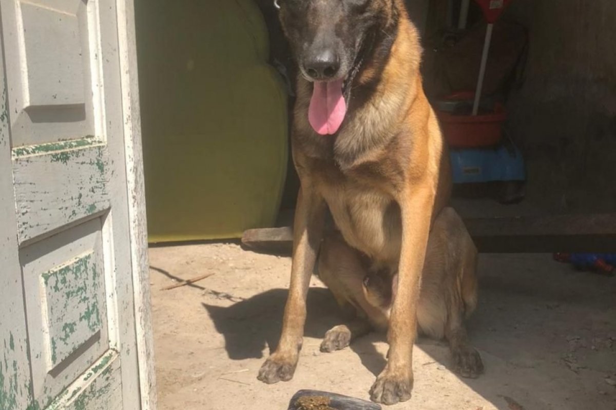 Com ajuda de cão farejador, PM apreende sete tabletes de maconha em Feira