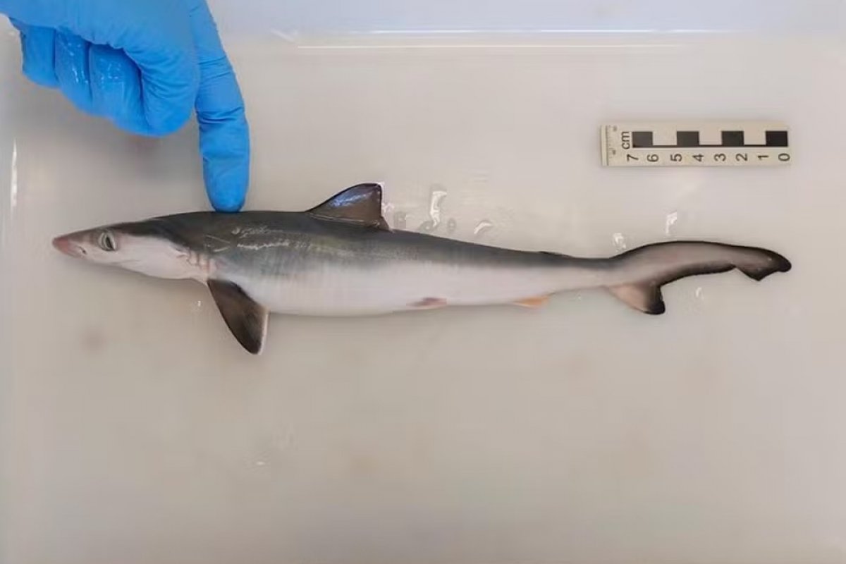 Fiocruz identifica tubarões contaminados por cocaína na costa do Rio 