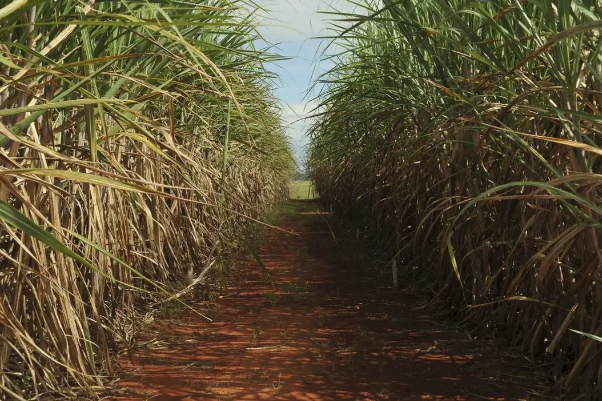 Produção de cana pode cair 20% com mudanças climáticas, diz estudo