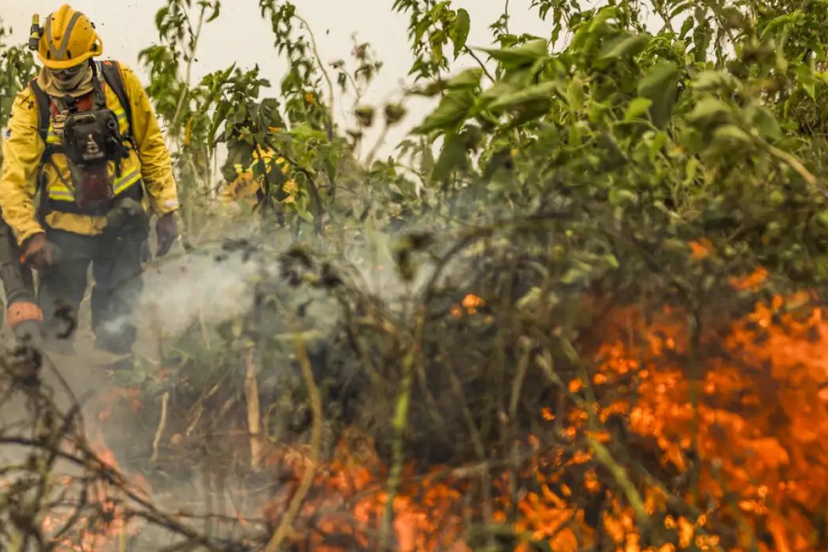 Amazônia tem maior número de incêndios desde 2010, afirma levantamento