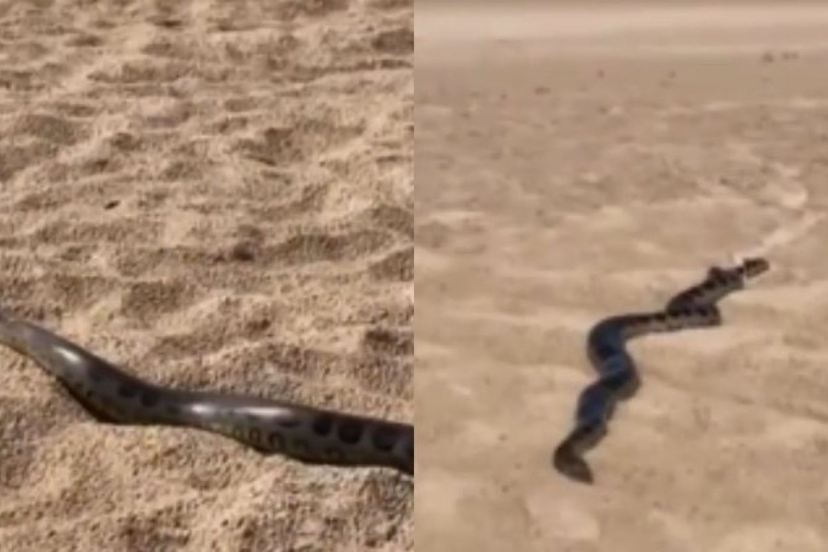 Vídeo: Sucuri de quase três metros é vista na Praia do Flamengo 
