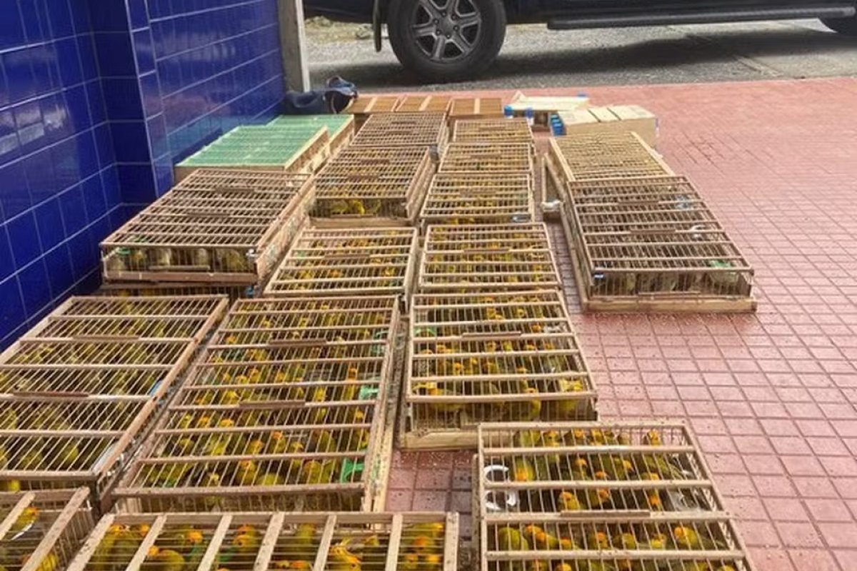 Vídeo: PRF apreende mais de mil aves silvestres transportadas ilegalmente em Jequié, na Bahia.