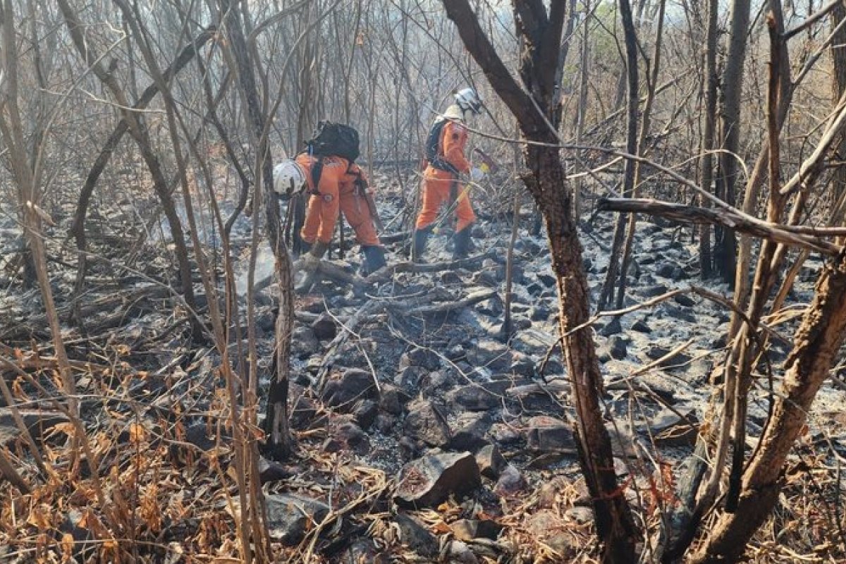 Mais de 3,3 mil focos de incêndios florestais foram registrados na Bahia em 2024