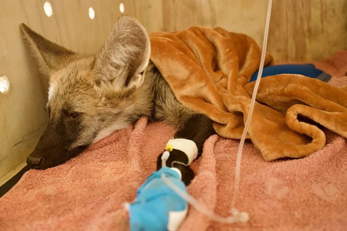 Filhote de lobo-guará é resgatado após incêndio florestal no Oeste da Bahia