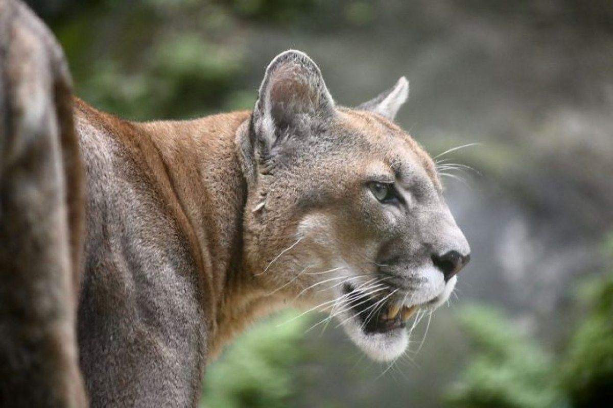 Felinário do Zoo de Salvador será reaberto no próximo sábado (12)