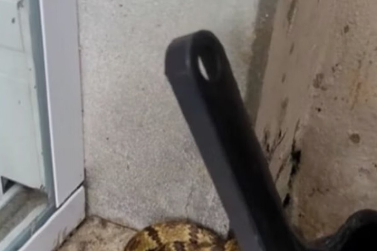 Serpentes são encontradas dentro de uma máquina de lavar em Santa Catarina 