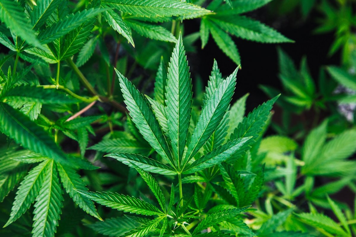 Pela primeira vez, Justiça de Pernambuco autoriza plantio de maconha medicinal para tratamento