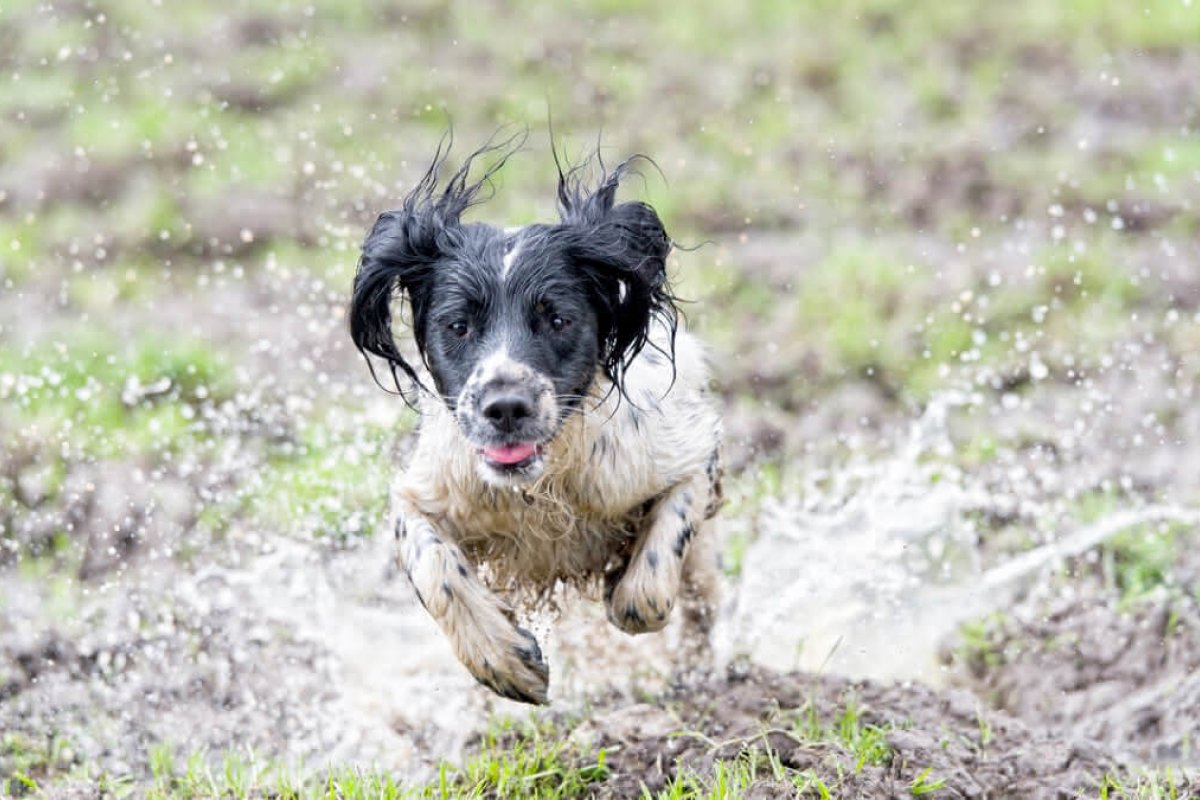Veterinário dá dicas para cuidar da saúde de cães e gatos no período chuvoso! 