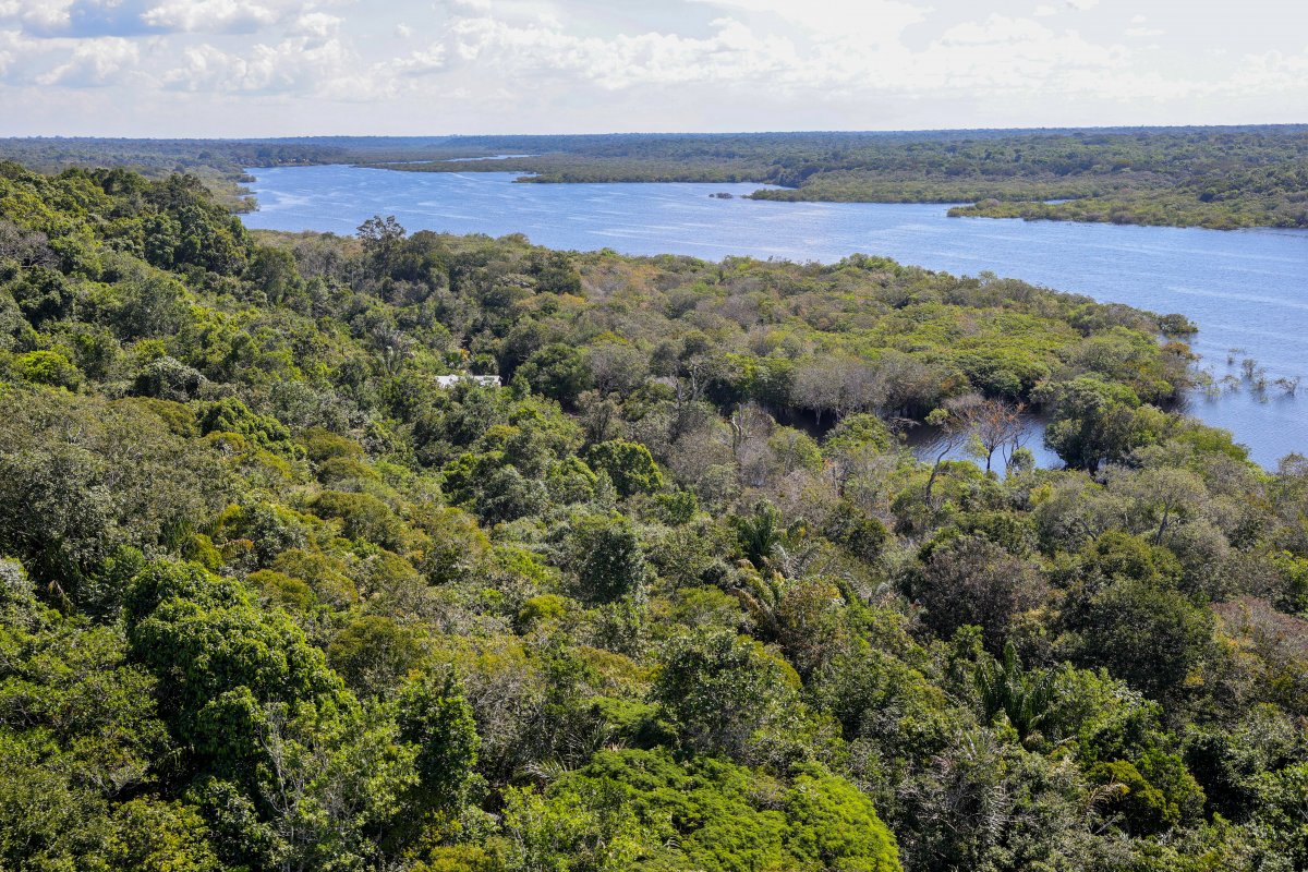 Desmatamento gerou perdas anuais de R$ 412 milhões em soja e milho da Amazônia, diz estudo