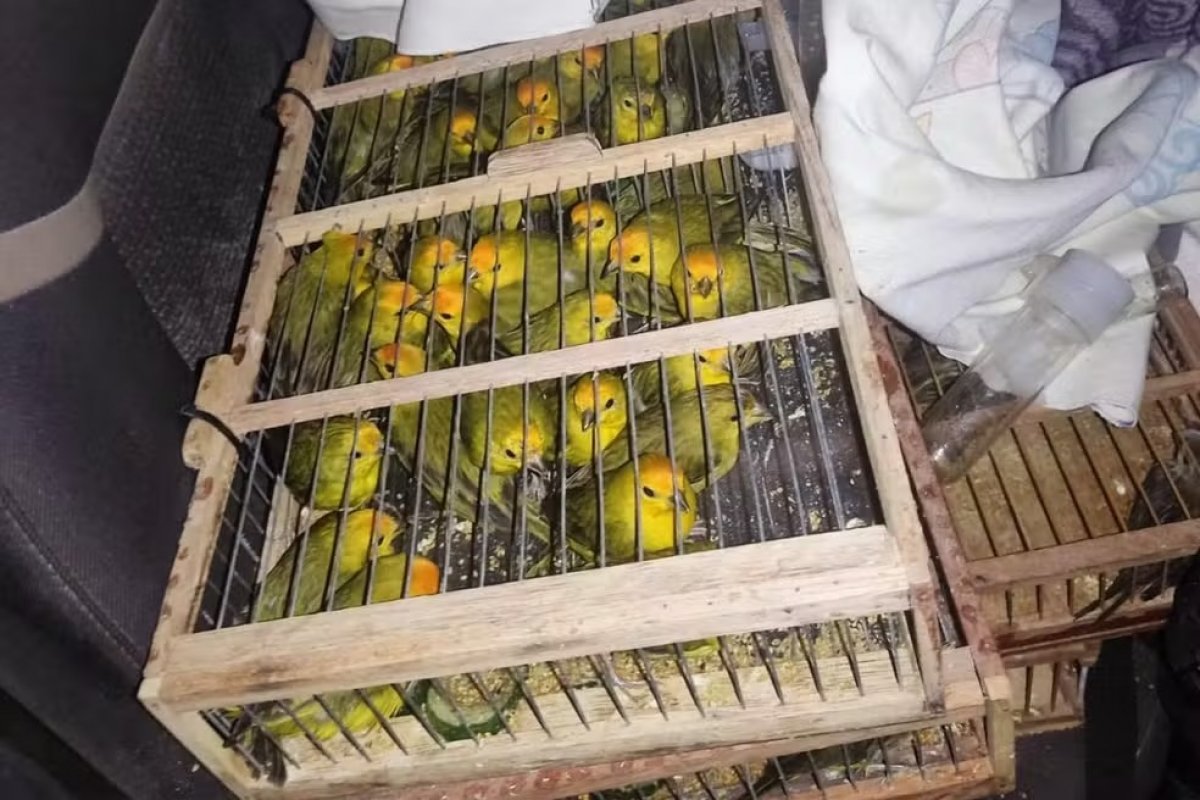 Mais de 400 pássaros são resgatados em operação contra tráfico de animais silvestres na Bahia