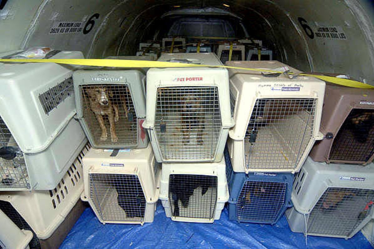 Movimento “Eu não sou bagagem!” tenta mudar regras de voo com pet após morte de gatos