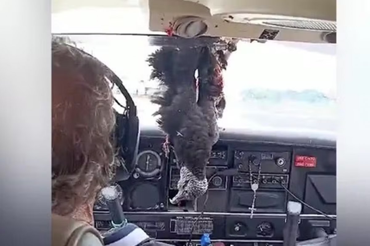 Avião colide com urubu e segue voo com animal pendurado na cabine até pousar no Amazonas  