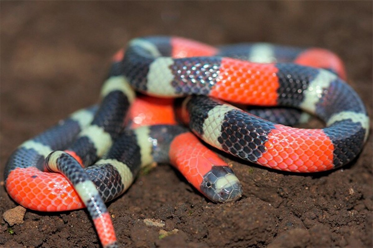No Mato Grosso, motociclista se depara com serpente no painel da moto enquanto pilotava