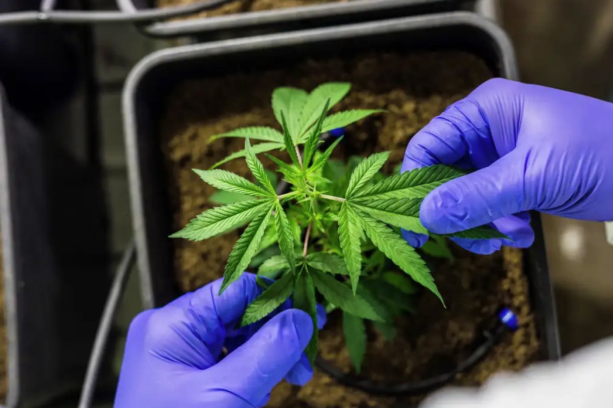 65 mil presos terão penas retificadas depois da decisão do STF sobre a maconha 