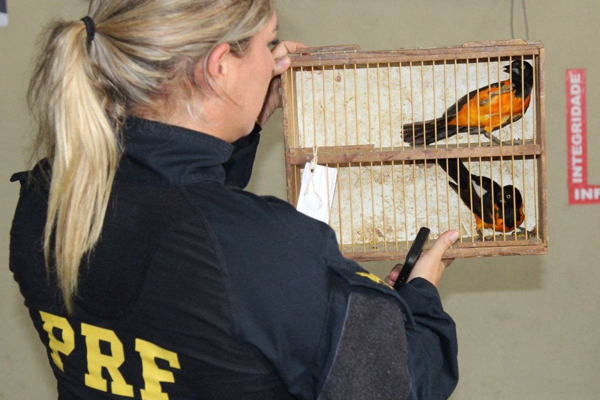 PRF liberta 95 aves silvestres em operação em combate ao tráfico de animais