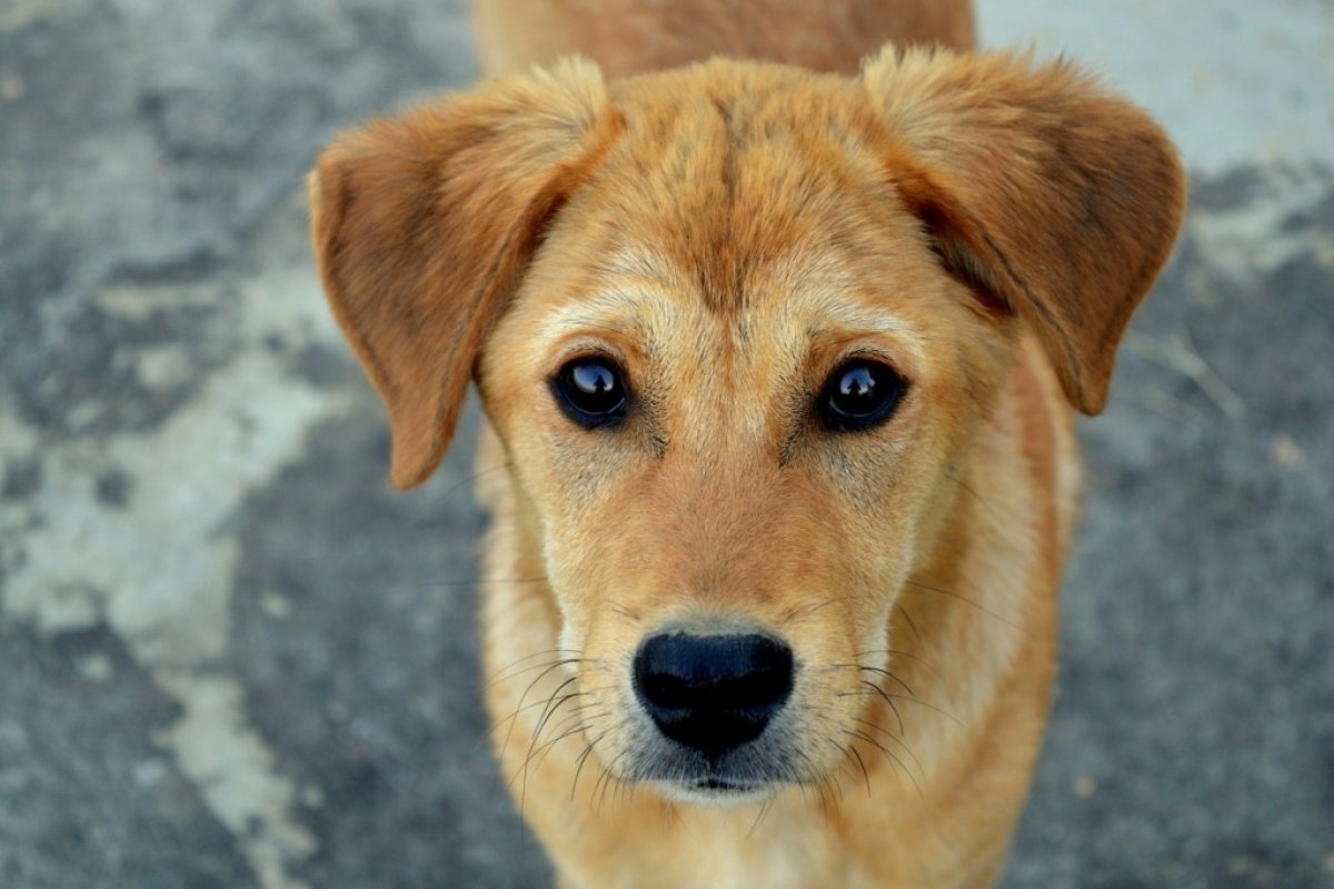 Nova carteira de identidade nacional de animais domésticos deve ser disponibilizada em janeiro de 2025