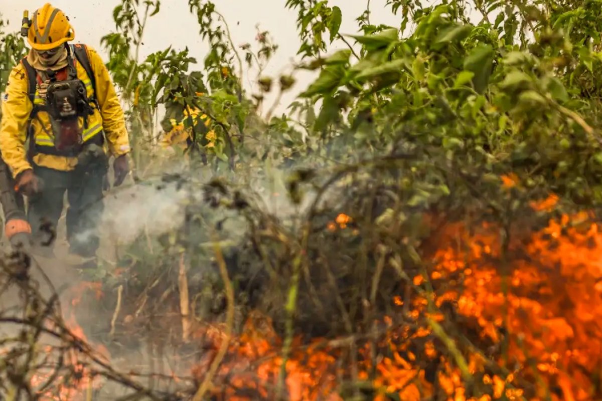 Brasil registrou 1 milhão de focos de queimada nos últimos 4 anos