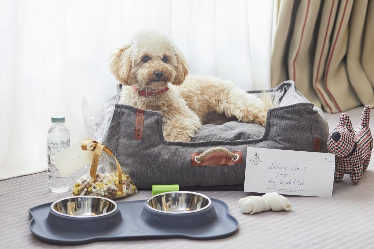 VIP em hotel de Barcelona, tem outro significado: Very Important Pet!   