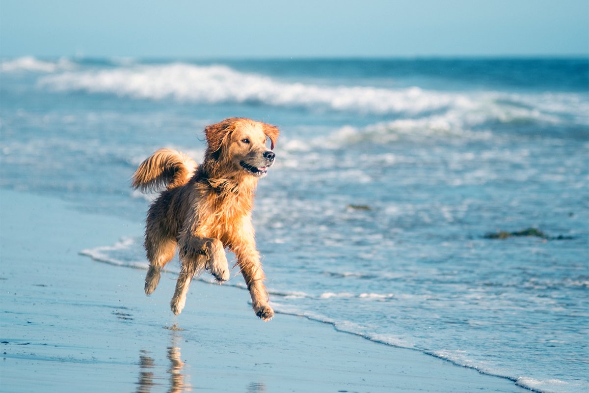 Pets no verão: especialista dá dicas de como aproveitar passeios em altas temperaturas com cães e gatos!