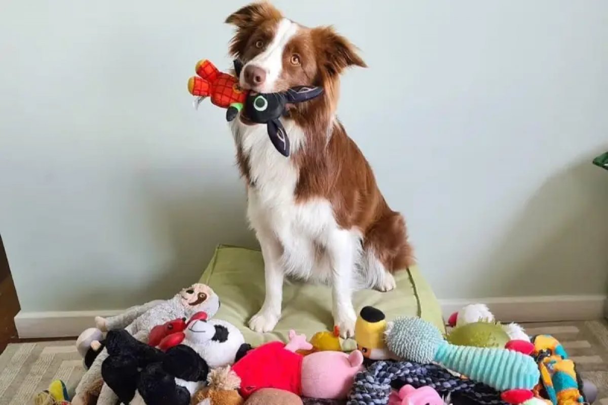 Vídeo: doguinha brasileira memoriza mais de 200 palavras e entra para grupo de ‘cães gênios’