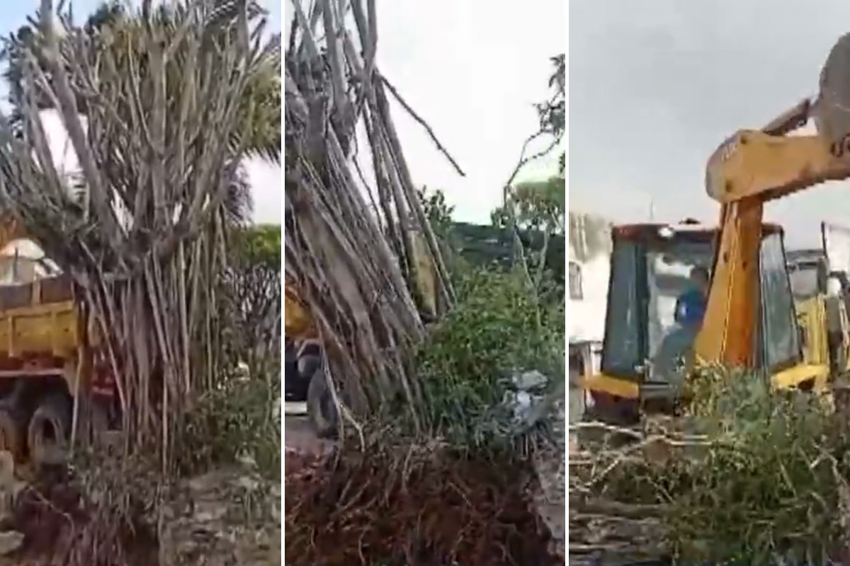 Prefeitura de Santo Amaro derruba árvore sagrada para o povo de santo há mais de 20 anos