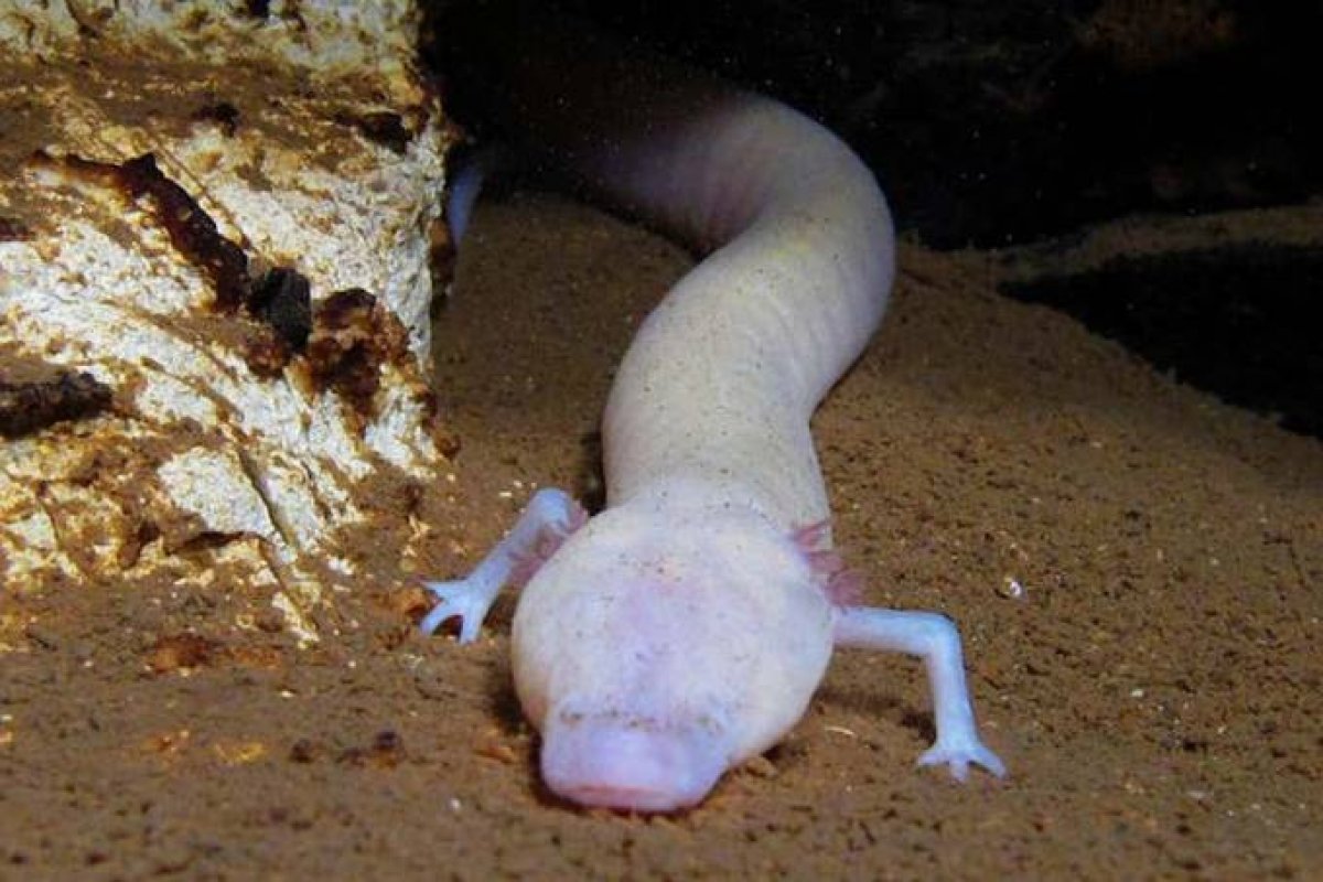 Cientistas descobrem salamandra que ficou no mesmo lugar por sete anos