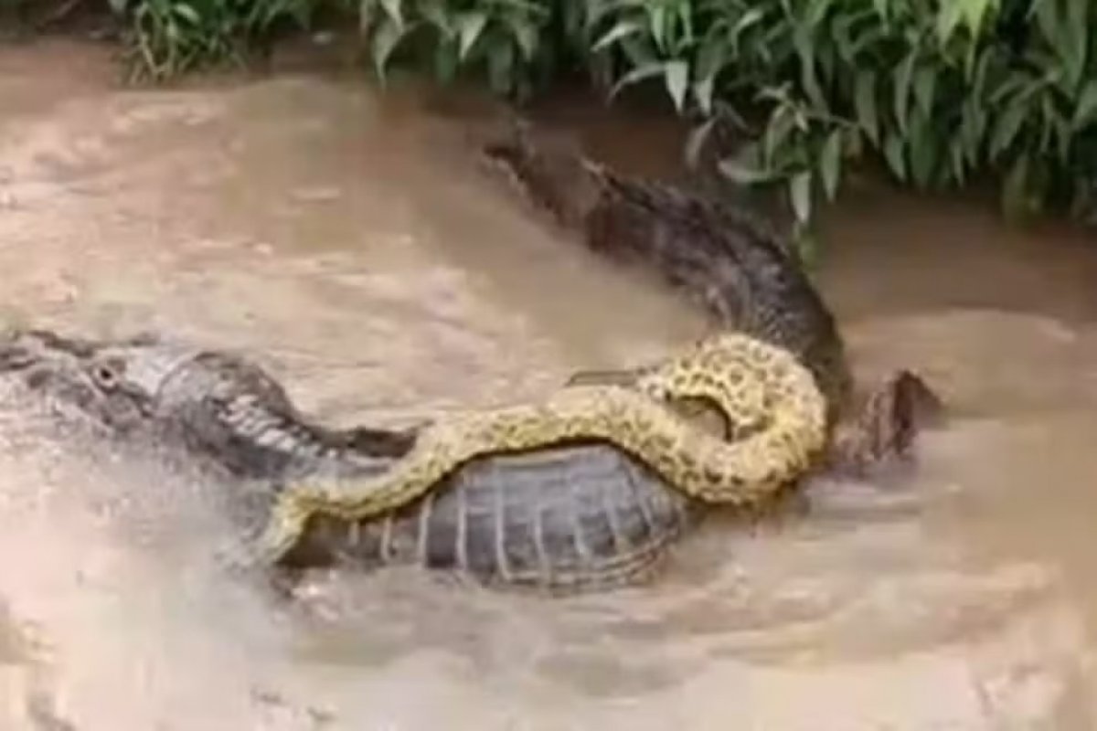 Vídeo: sucuri 'pega carona' em cima de jacaré e viraliza nas redes sociais