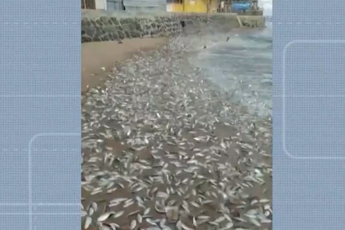 Centenas de sardinhas aparecem na areia da Praia do Forte 