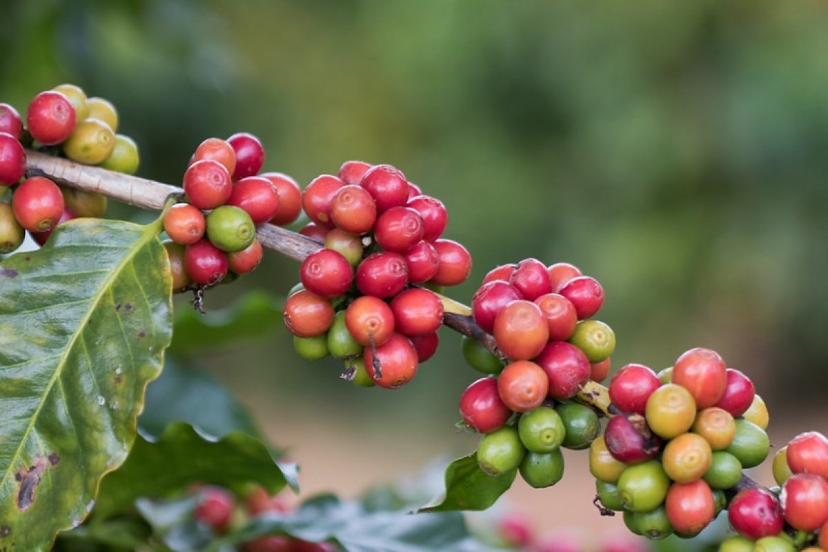 Safra de café deve crescer 2,7% e atingir recorde em 2025, diz Conab