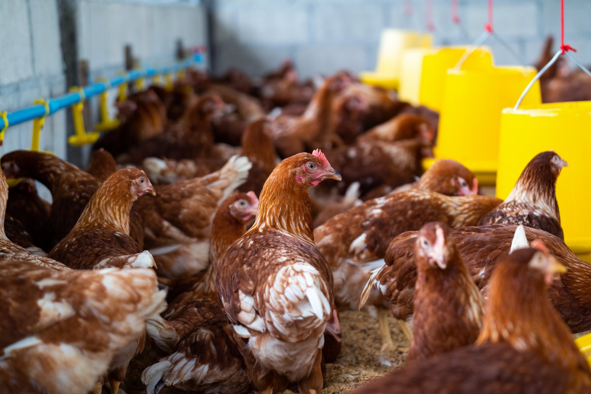 Gripe aviária: Argentina segue União Europeia e China e suspende compra de frango do Brasil