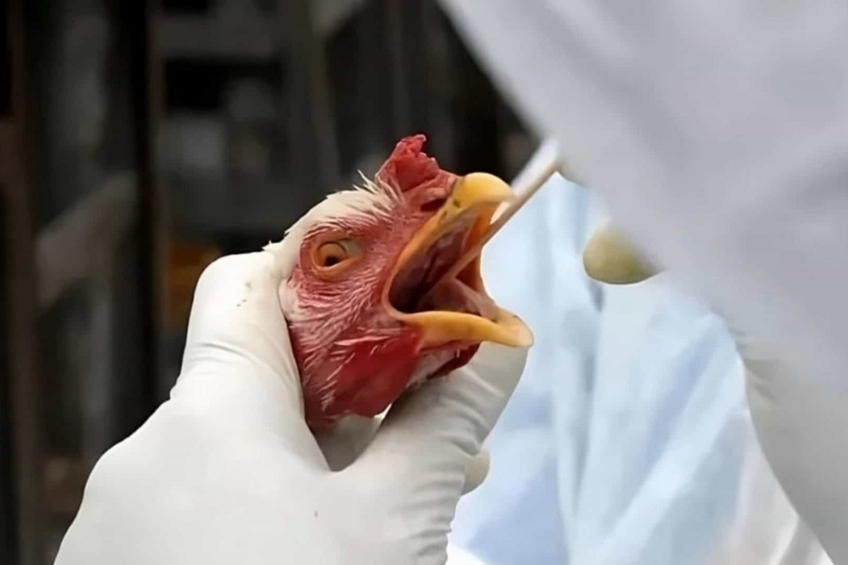 Cidade gaúcha foco de gripe aviária tem 8 frangos para cada habitante