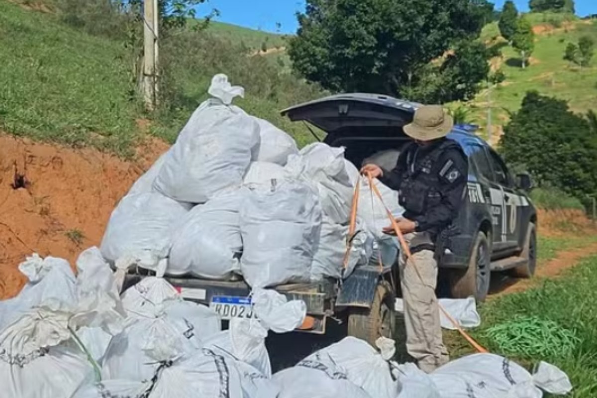 Mais de 500 kg de maconha são apreendidas na Operação Amordaçar em Itamaraju 