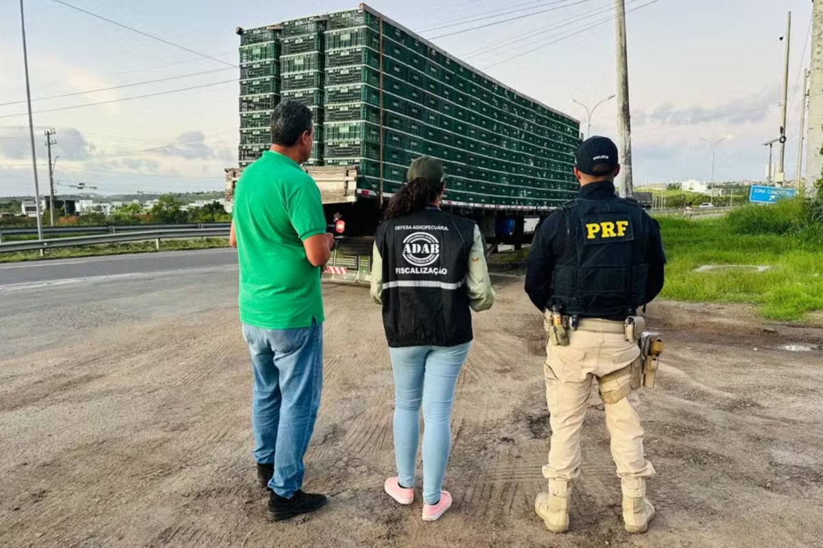 Frangos apreendidos em caminhão em Feira de Santana são doados para instituições de caridade